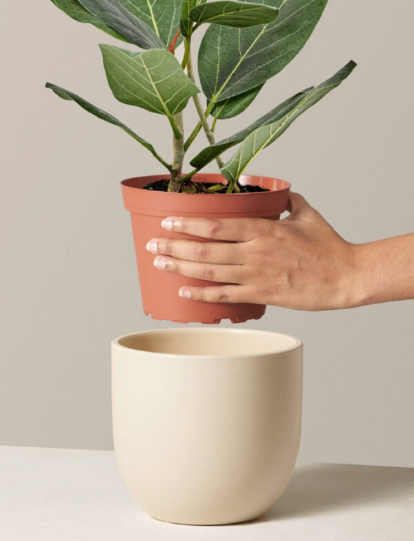 Ficus Audrey