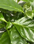 Coffee Plant