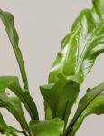 Bird's Nest Fern Nidus